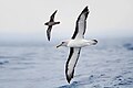 8. Buller-albatrosz (Thalassarche bulleri) a háttérben egy vékonycsőrű vészmadárral (Ardenna tenuirostris) a Tasman-félsziget keleti oldalán (Tasmania, Ausztrália) (javítás)/(csere)