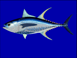 Thunnus albacares