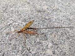 Megarhyssa praecellens ♀