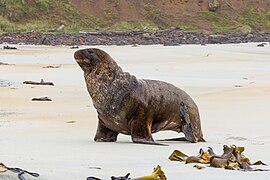 NZ sea lion