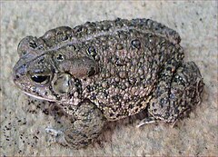 Description de l'image Bufo woodhousii.jpg.