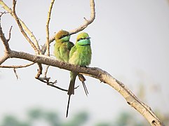 Bee-eaters.jpg