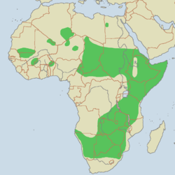 Distribución actual do guepardo en África (Datos do [[Zoo de San Diego]] (San Diego)