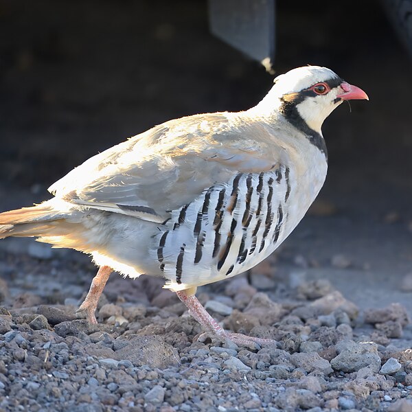 File:Chukar haleakala np 7.10.24 DSC 8231-topaz-denoiseraw.jpg