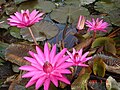 Nymphaea rubra, một loại hoa súng tại miền Trung Việt Nam.