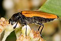 Unidentified species from Swifts Creek (Victoria, Australia)