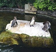 Penguins.