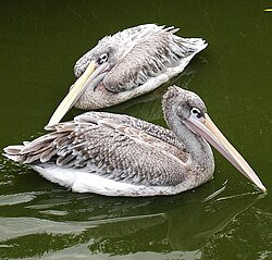 Rosapelikan (Pelecanus rufescens).