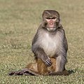 2 Rhesus macaque (Macaca mulatta) Gokarna 3 uploaded by Charlesjsharp, nominated by Charlesjsharp,  17,  0,  0