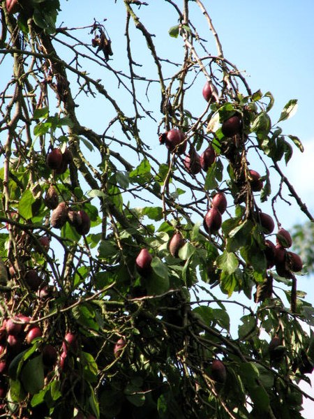 File:Ripe plums in a garden near Drabblegate - geograph.org.uk - 539677.jpg