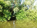 Sundarbans