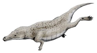 Maiacetus