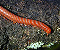 Millipede, un miriapode erbivoro