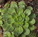 Aeonium gomerense (Crassulaceae)