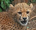 A close-up view of a Cheetah Acinonyx jubatus cub.