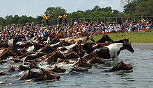 Chincoteague pony swim 2007.jpg