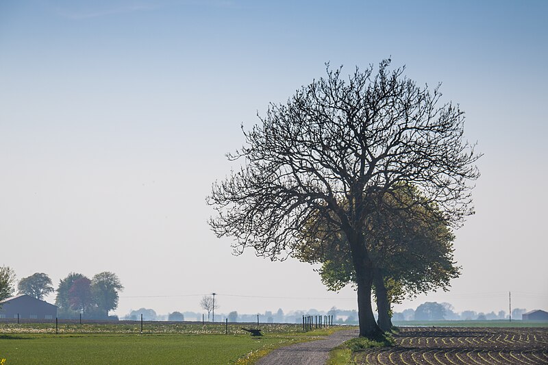 File:Country road - Sweden.jpg