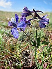 <center>Delphinium depauperatum</center>