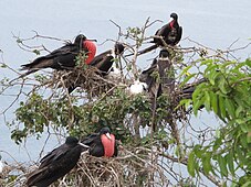 Fregatas en la Isla de la Plata, el macho tiene una bolsa gular que puede inflar para atraer las parejas.