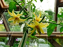 Solanum lycopersicum, tomaat