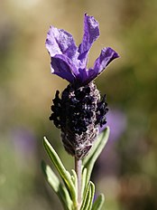 Lavandula stoechas