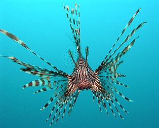 Une rascasse volante (Pterois volitans), photographiée au large de Manado, en Indonésie. (définition réelle 2 880 × 2 305*)