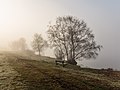 "Put_van_Nederhorst_in_de_mist._28-02-2021._(d.j.b)_31.jpg" by User:Famberhorst