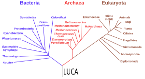 rRNA 遺伝子データに基づく系統樹（Woese et al., 1990)。最後の普遍的共通祖先（英語版）（LUCA）を根とする3つの生命ドメインを示す[120]。