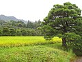 御茶屋間を結ぶ松並木と田園の借景