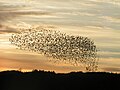 Birds flocking emerges from simple rules: keep distance, stay aligned and avoid predators.