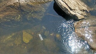 Water of river Narmada.jpg