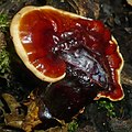 Ganoderma carnosum