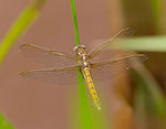 Orthetrum coerulescens – Weibchen