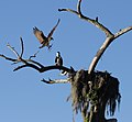 Landing in the nest