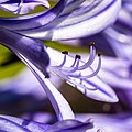 60 Agapanthus -- 2021 -- 3928 uploaded by XRay, nominated by XRay,  16,  0,  0