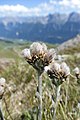 Antennaria carpatica