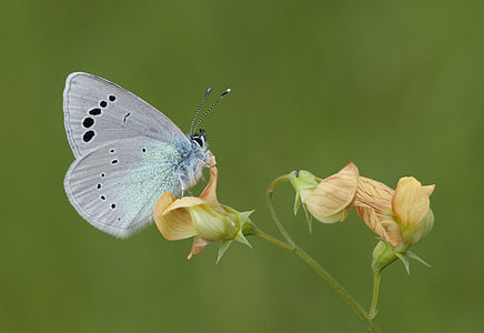 Glaucopsyche alexis (Green-underside Blue)