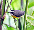 C. f. mexicana, Costa Rica