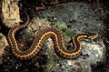 Image 9Vipera dinniki