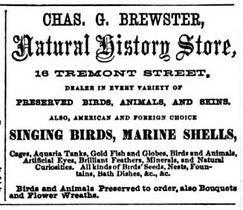 Advertisement for Chas. E. Brewster's Natural History Store, 1861