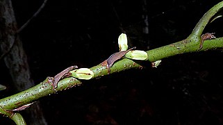 Rametas de Erythroxylum martii.