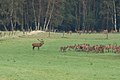 Hirschbrunft bei Starkshorn