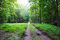 Forest track in Katowice-Murcki