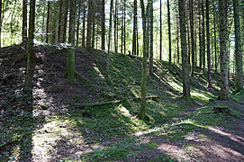 Un talus recouvert de sapins