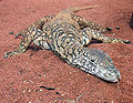 Goanna