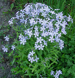 Skėstažiedis flioksas (Phlox divaricata)