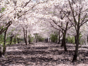 Yoshino Sakura at the Georgia International Horse Park