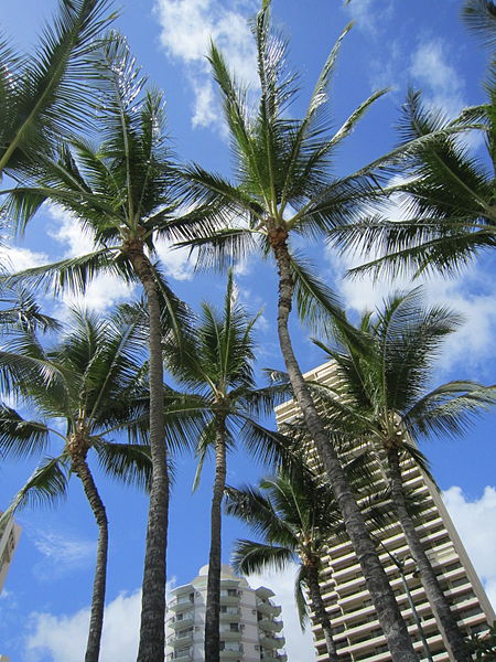 File:Waikiki, Oahu, Hawaii (14823008551).jpg