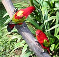 Yellow-backed lorikeets