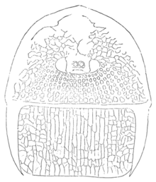 Drawing depicting the frontal parts of a fossil of ''Mycterops'', a relative of ''Megarachne''.